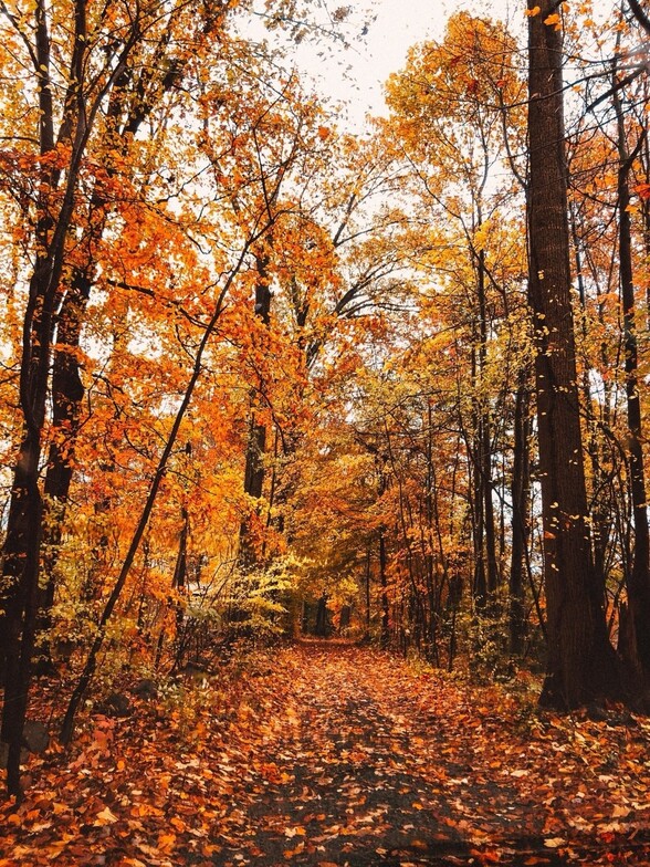 Autumn forest trail covered in golden leaves, symbolizing October reset and seasonal reflection.