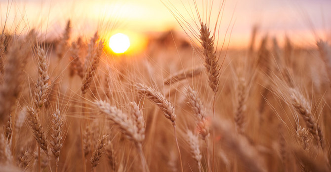 Harvesting Lessons